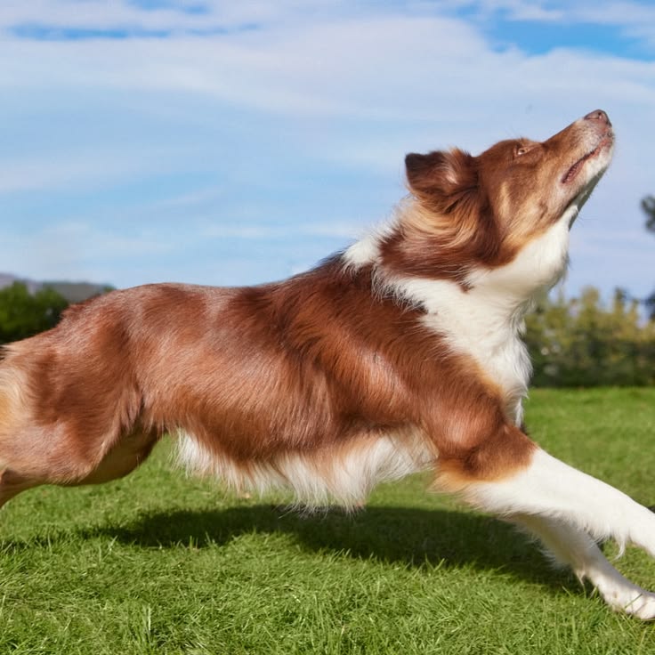 Dog Supplements